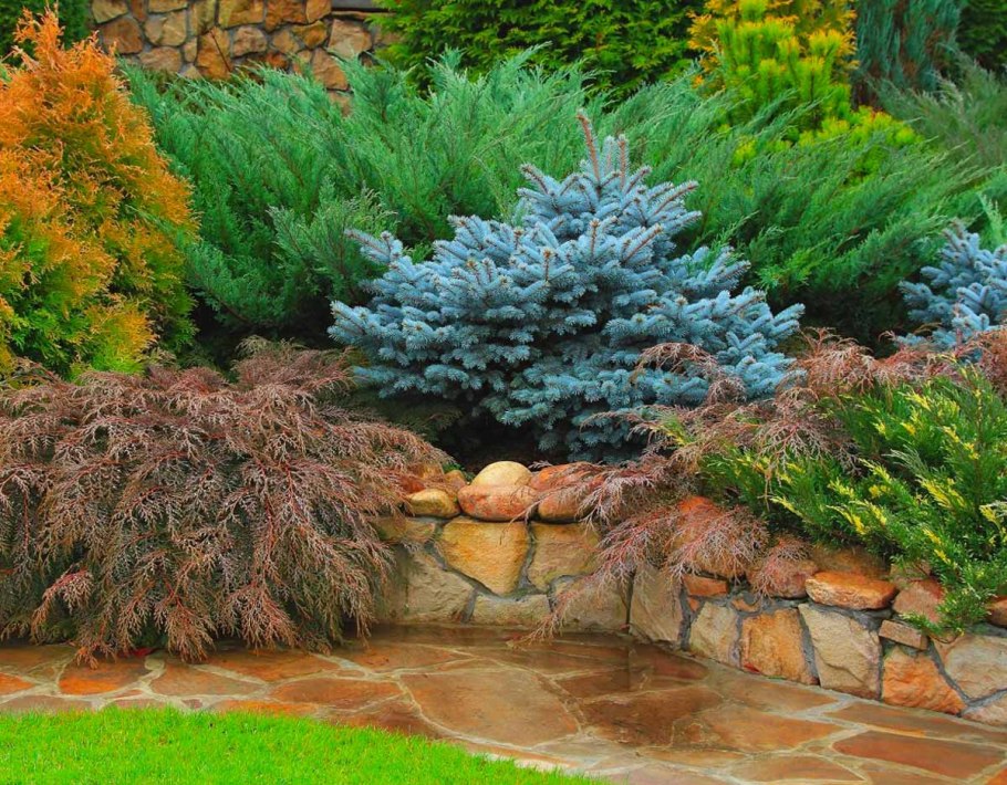 Туя Глаука Глобоза