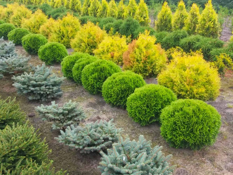 Туя Западная Даника