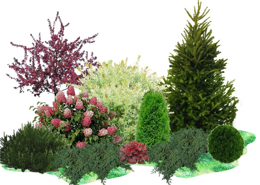 Туя Даника в миксбордере