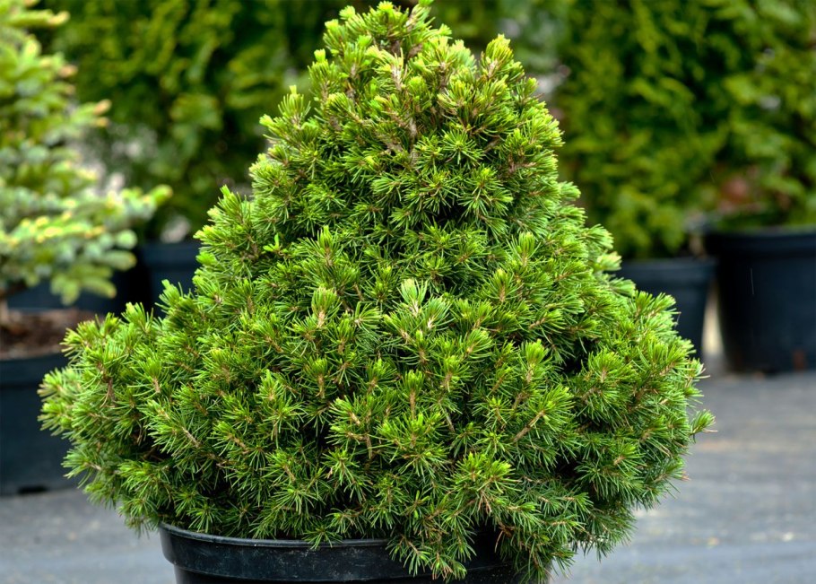 Ель обыкновенная Томпа