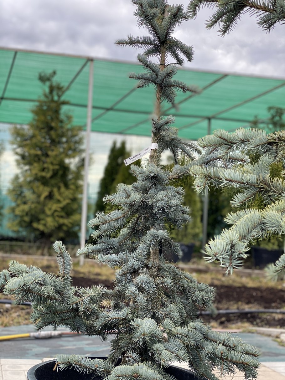 Picea pungens (ель колючая) 'Koster'