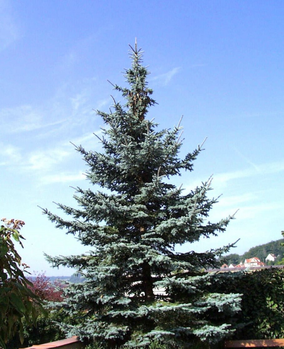 Ель Picea pungens Koster