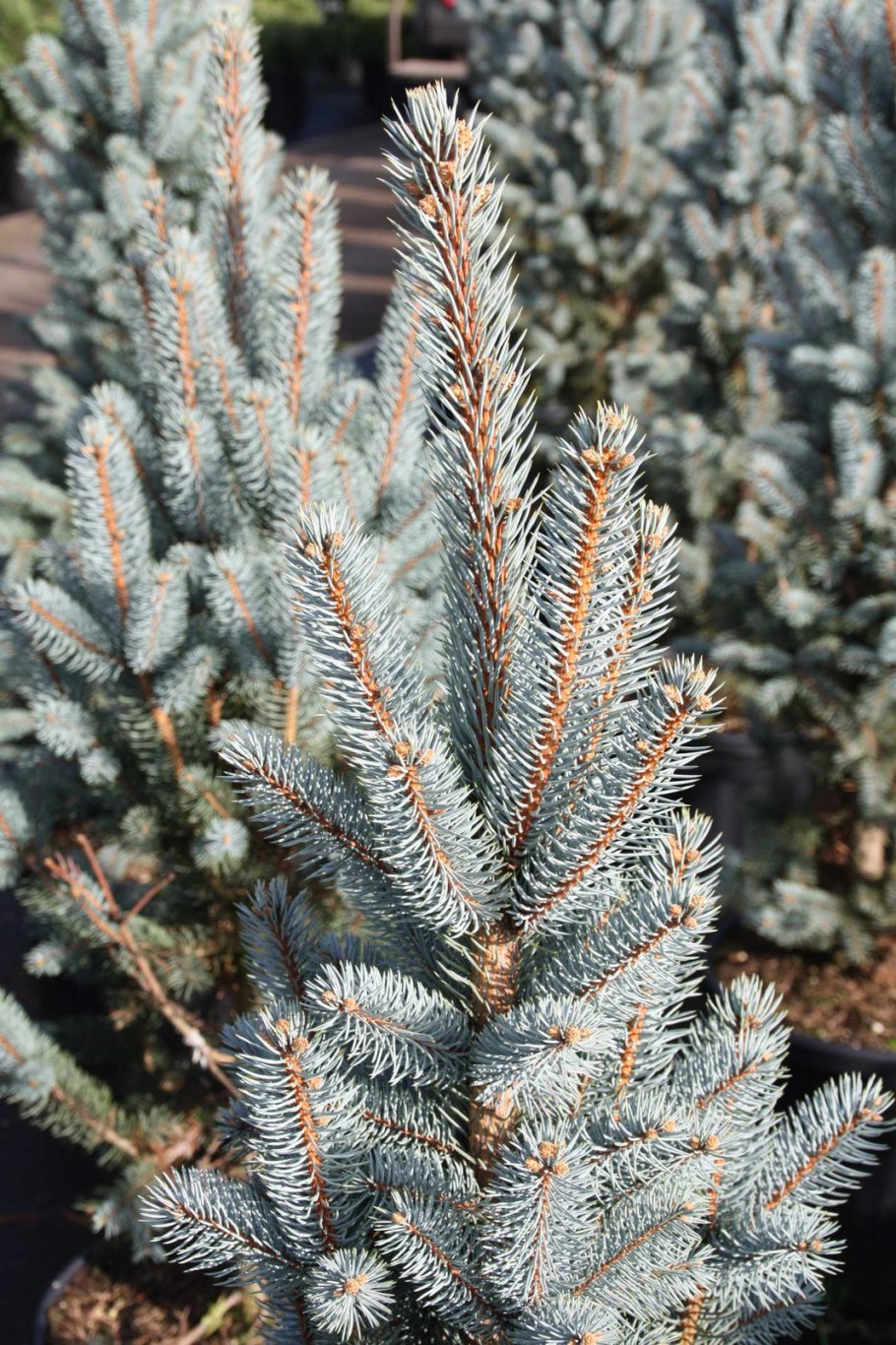 Ель колючая Picea pungens glauca