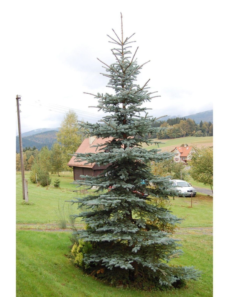 Ель колючая Picea pungens костер