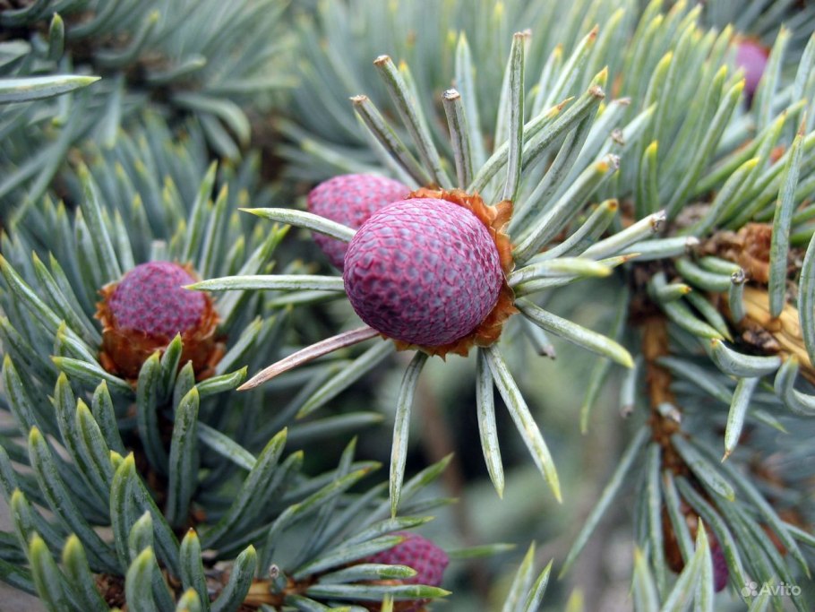 Picea pungens (ель колючая) 'Koster'