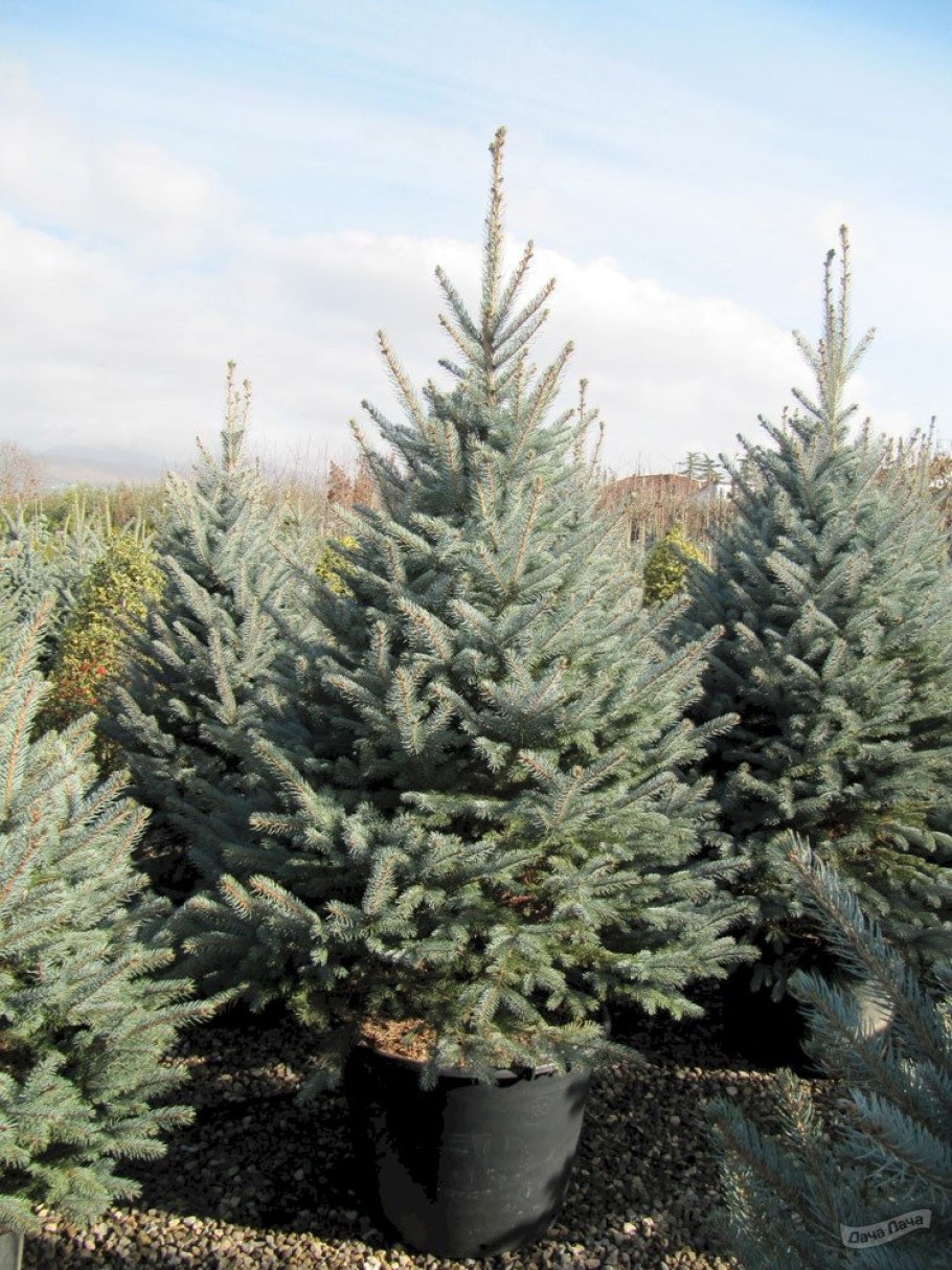 Picea pungens (ель колючая) 'Koster'