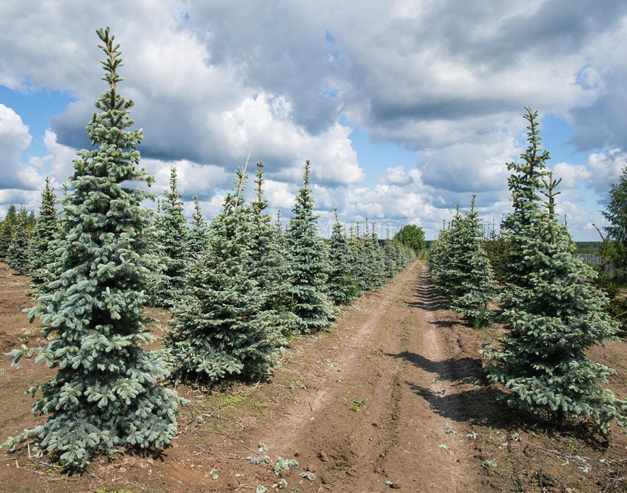 Picea pungens (ель колючая) 'Koster'
