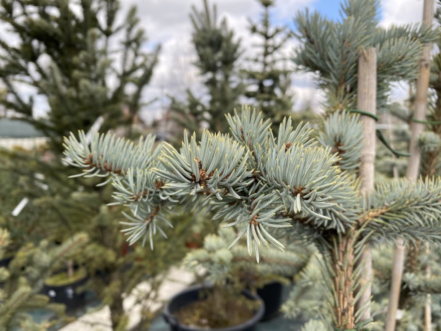 Ель Picea pungens Koster
