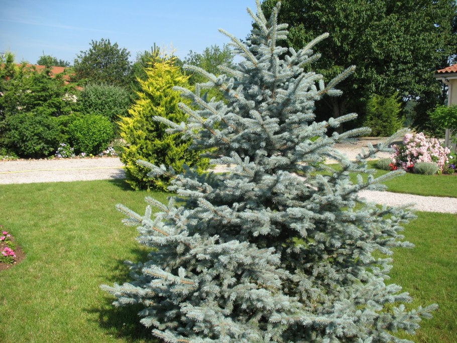 Picea pungens (ель колючая) 'Koster'