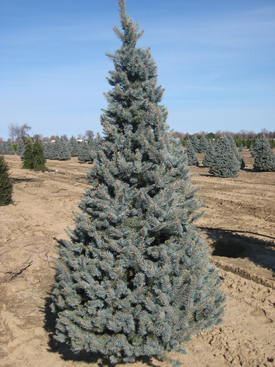 Picea pungens glauca prostrata