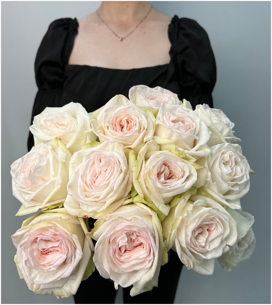 Роза Эквадор Вайт Охара