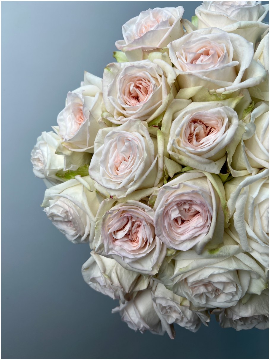 Роза White Ohara 25