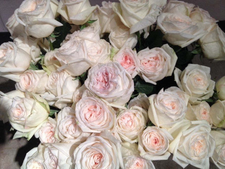 Вайт и Пинк Охара