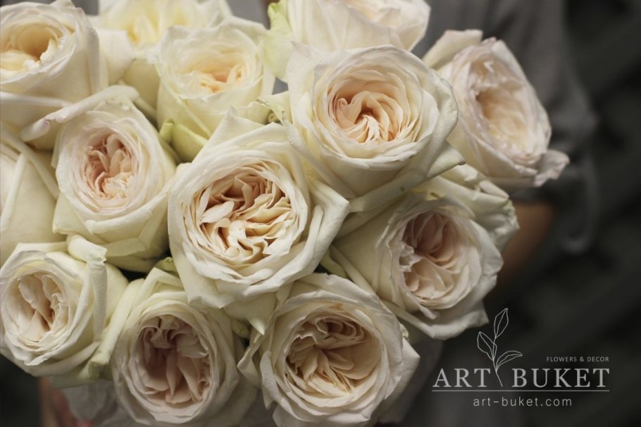 Роза Эквадор Вайт Охара