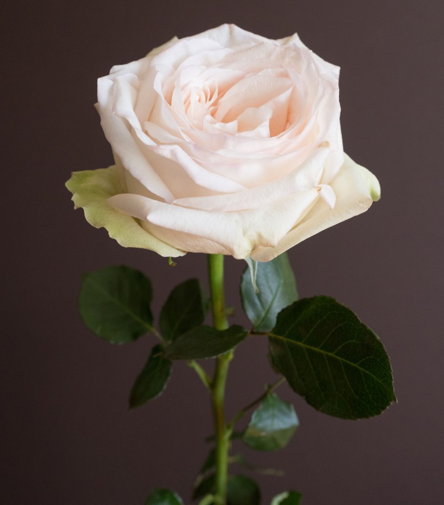 Роза Охара белая