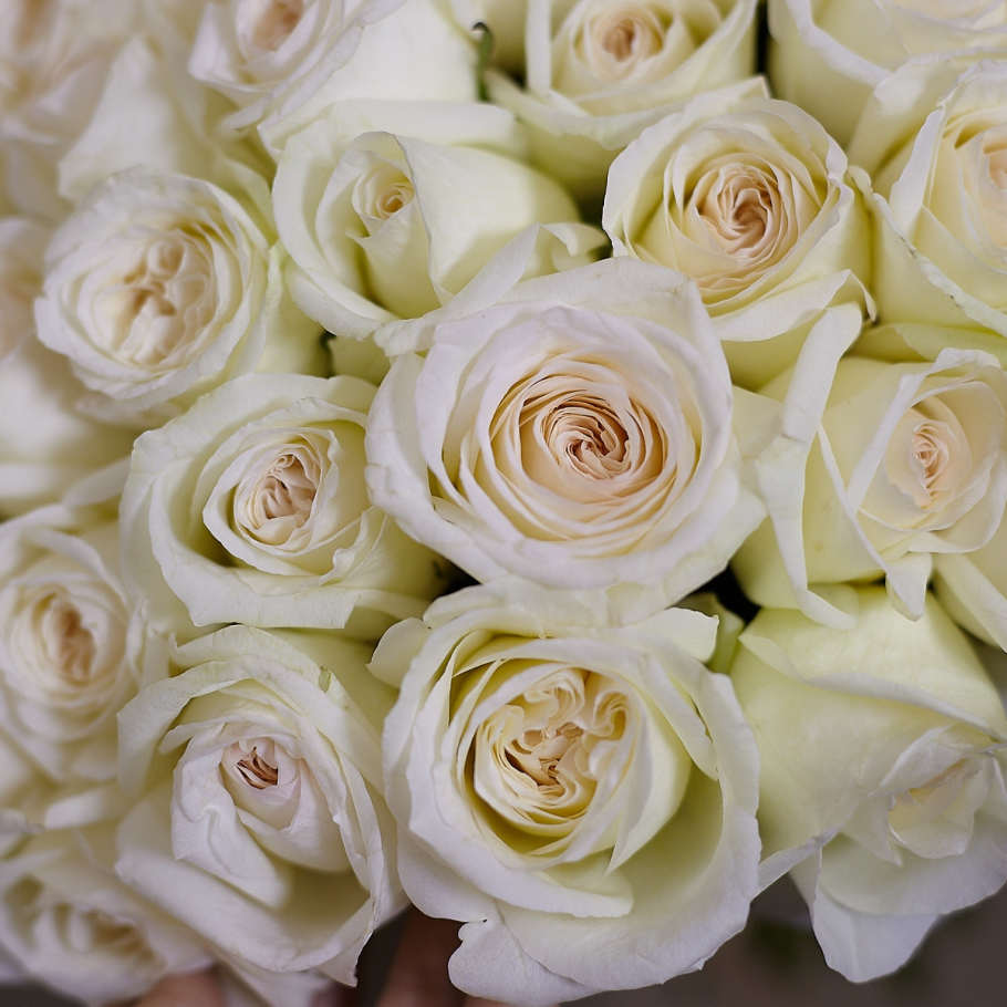 Роза White o'Hara