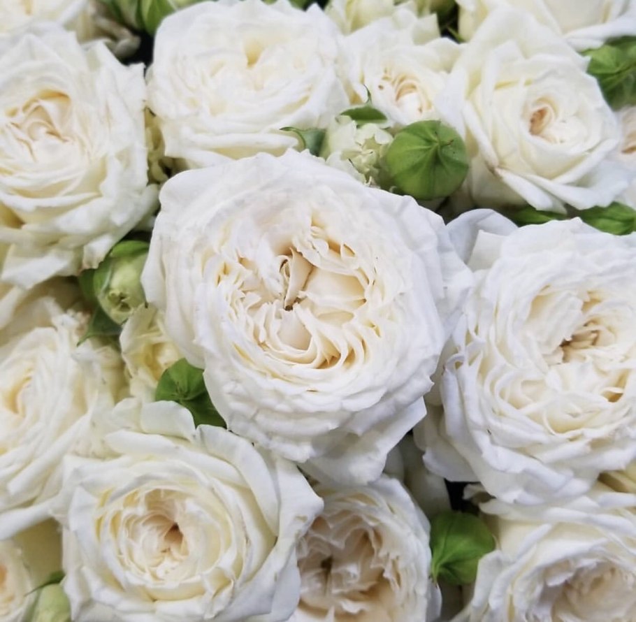 White Ohara роза букет