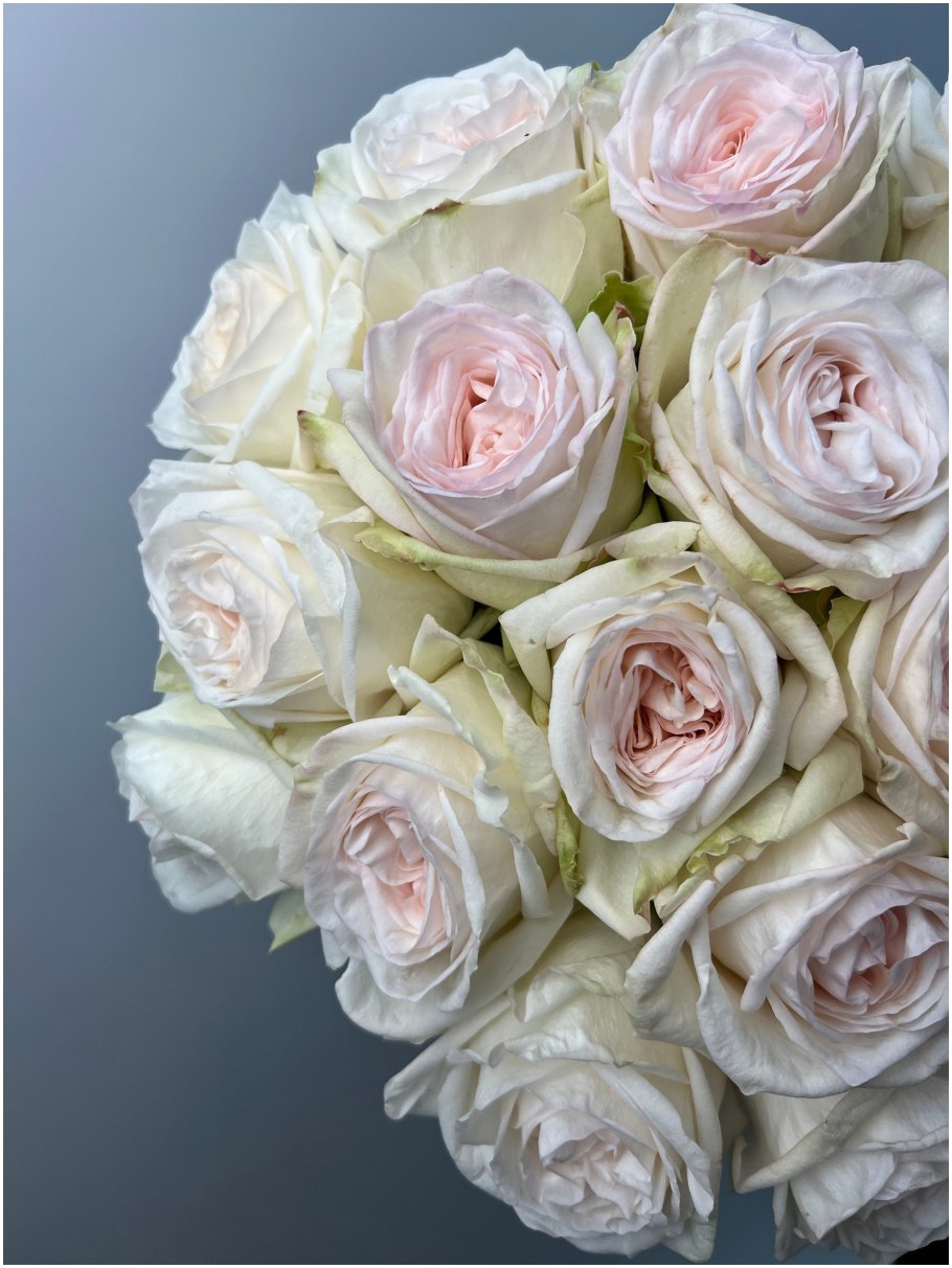 Вайт Охара пионовидная