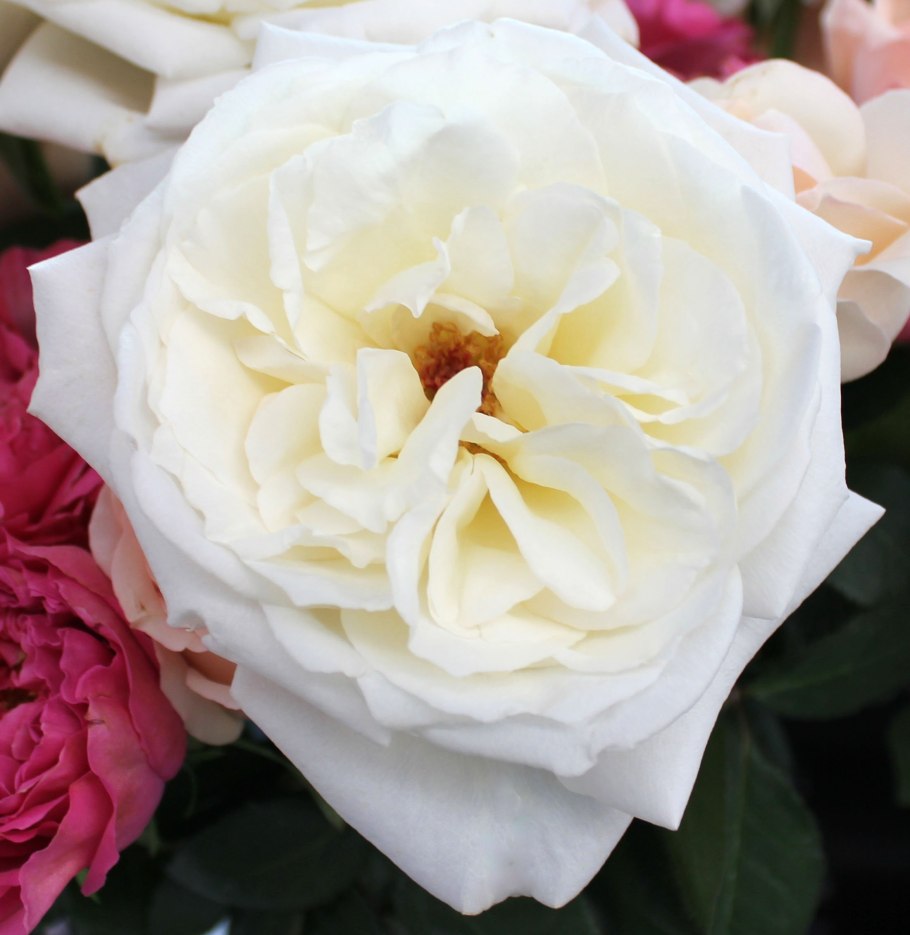 Дэвид Остин Уайт Охара