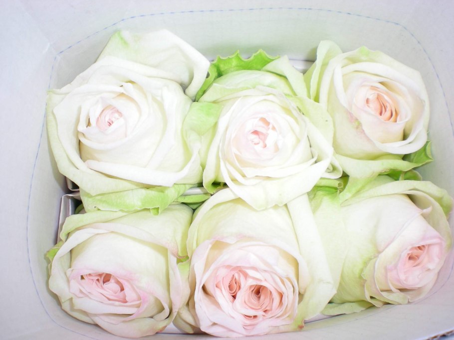 Дэвид Остин Уайт Охара