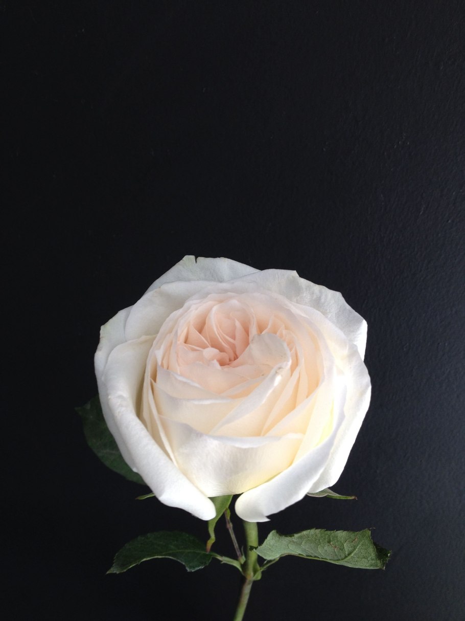 Роза Эквадор Вайт Охара