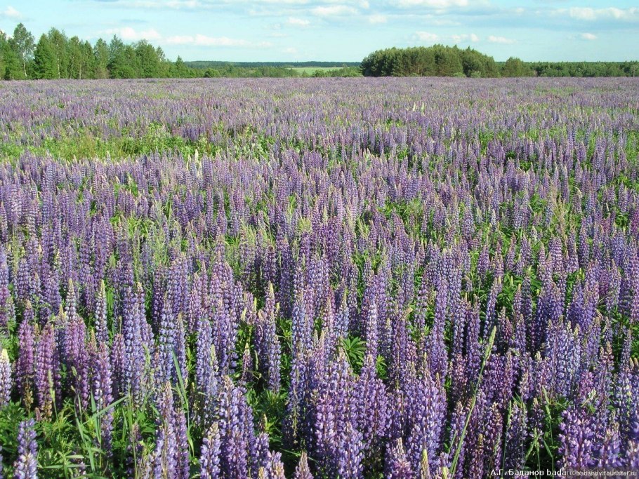 Растительный мир Марий Эл