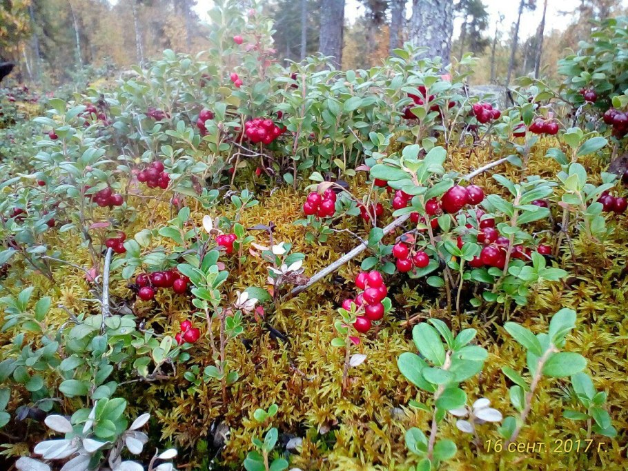 Горные люпины