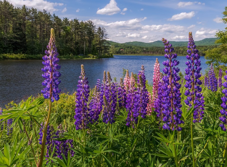 Багульник болотный Карелия