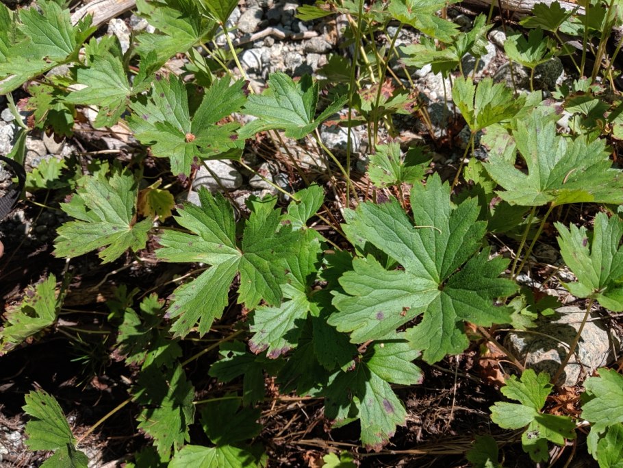 Бойкиния аконитолистная белая