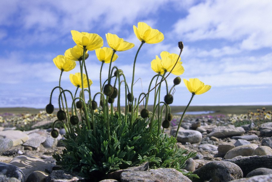 Мак Полярный (Papaver radicatum)