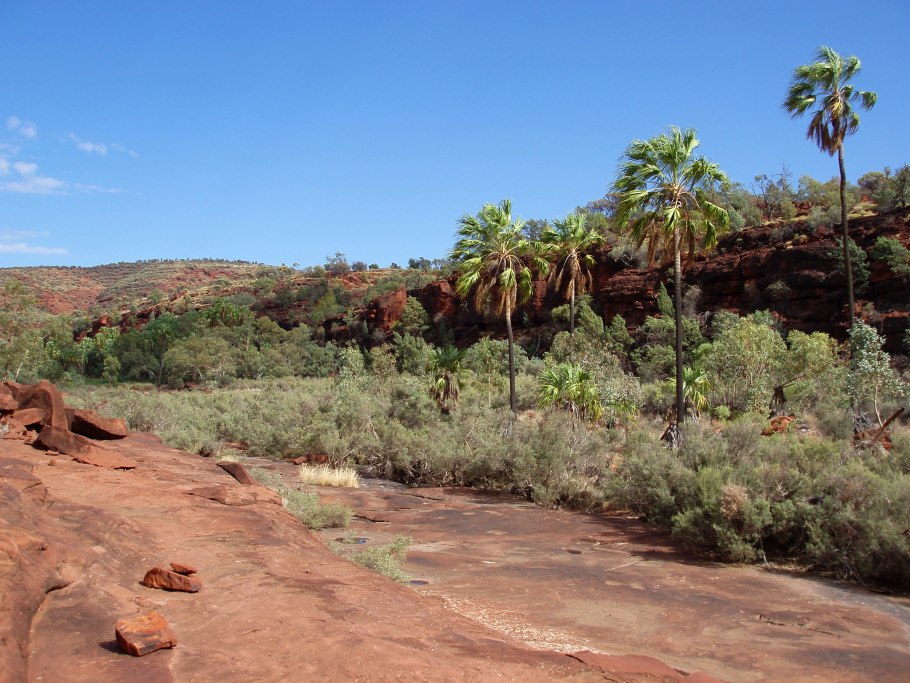 Флора Флора Австралии