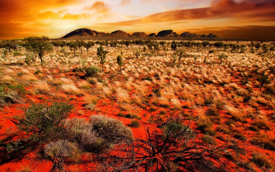 Австралия природа Саванна