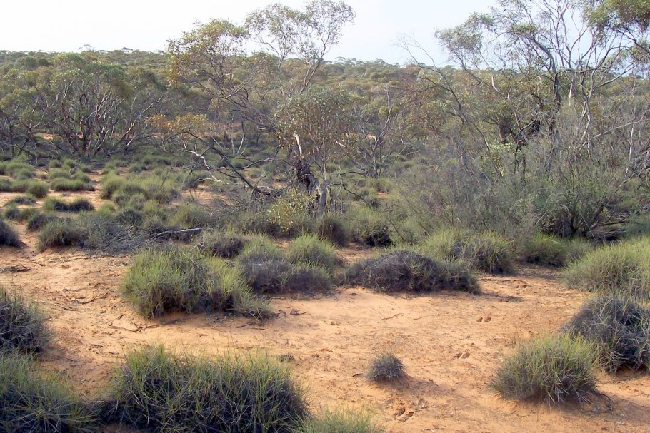 Австралийский Буш (скрэб)