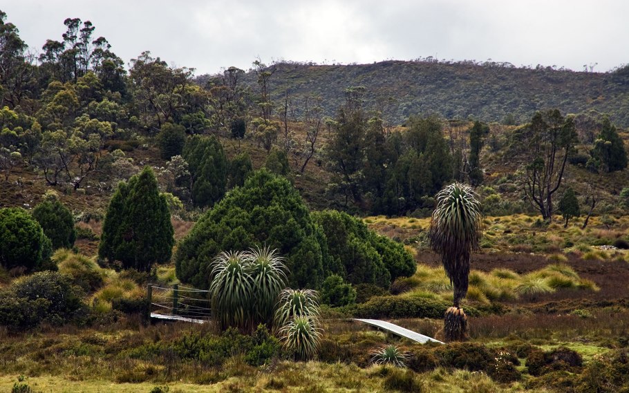 Растения Тасмании