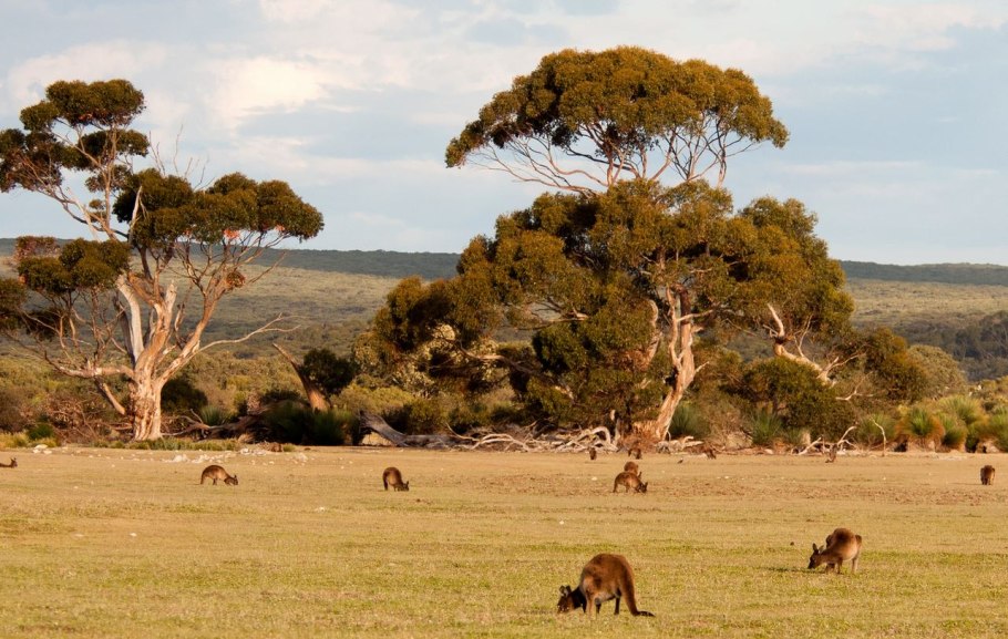 Растительный мир Австралии