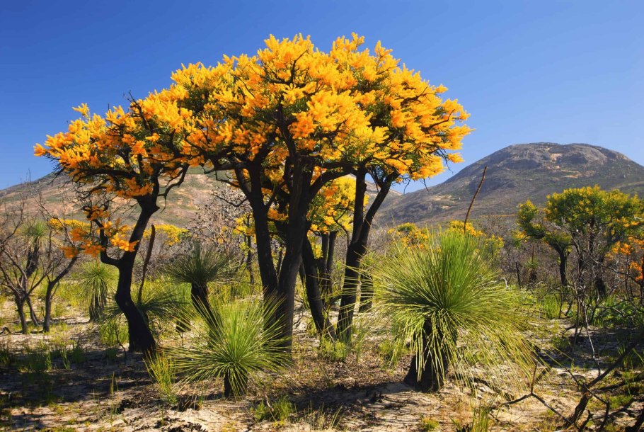 Золотая Акация дерево Австралии