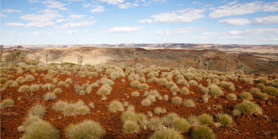 Спинифекс растение Австралии