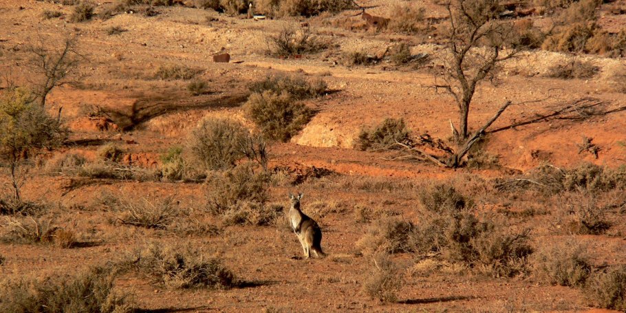 Австралия пустыни, полупустыни, саванны