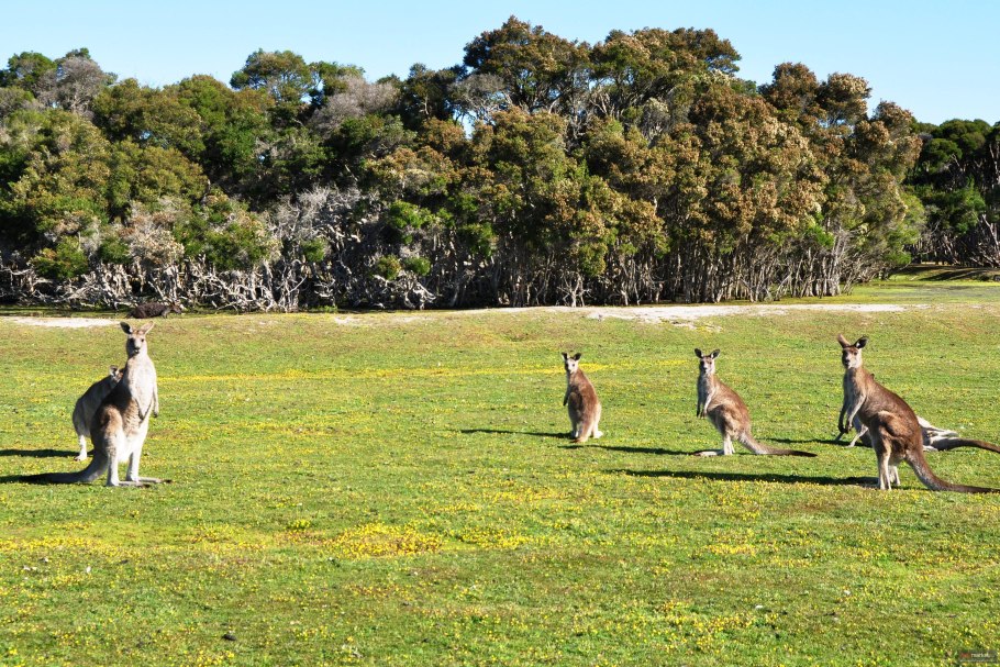 Флора и фауна Австралии