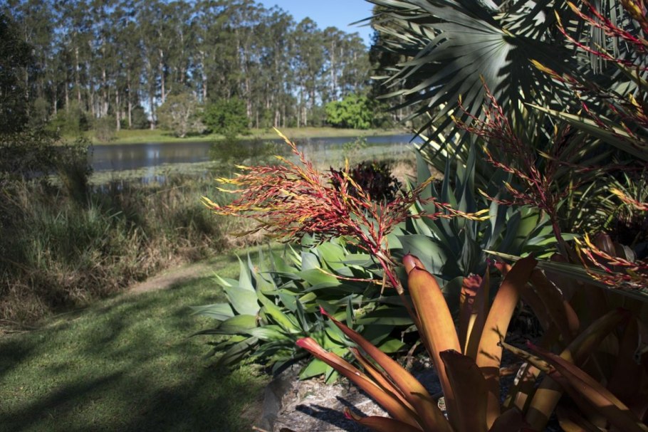 Австралийское царство Флора