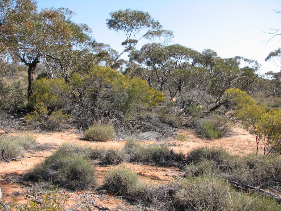 Малли скрэб