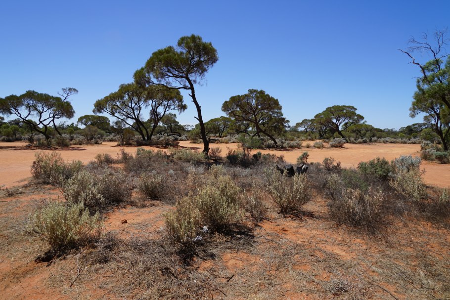 Эвкалиптовое Редколесье Австралия