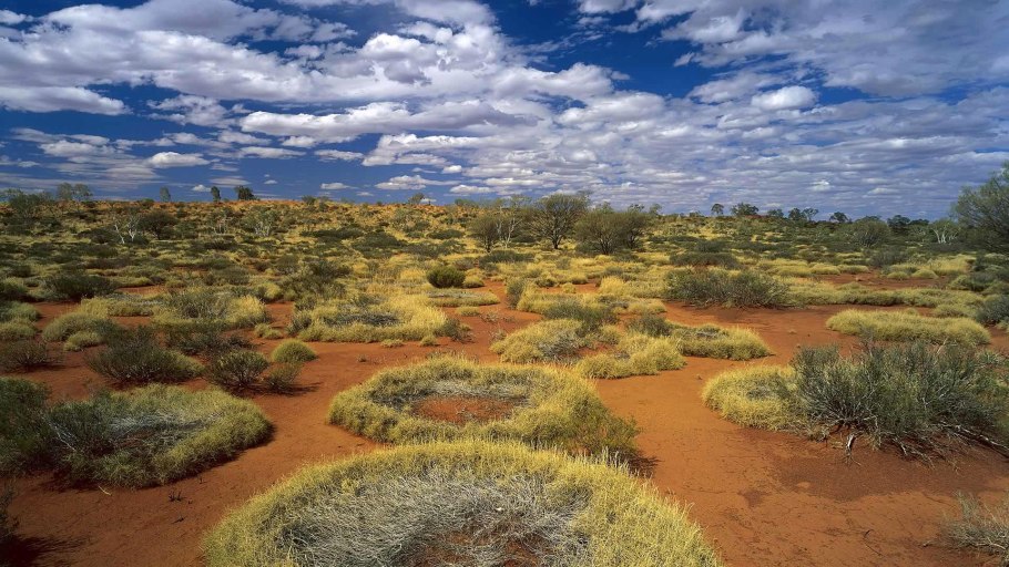 Спинифекс растение Австралии