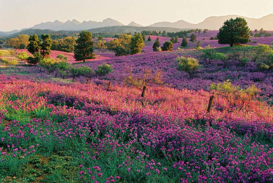 Тасмания цветок