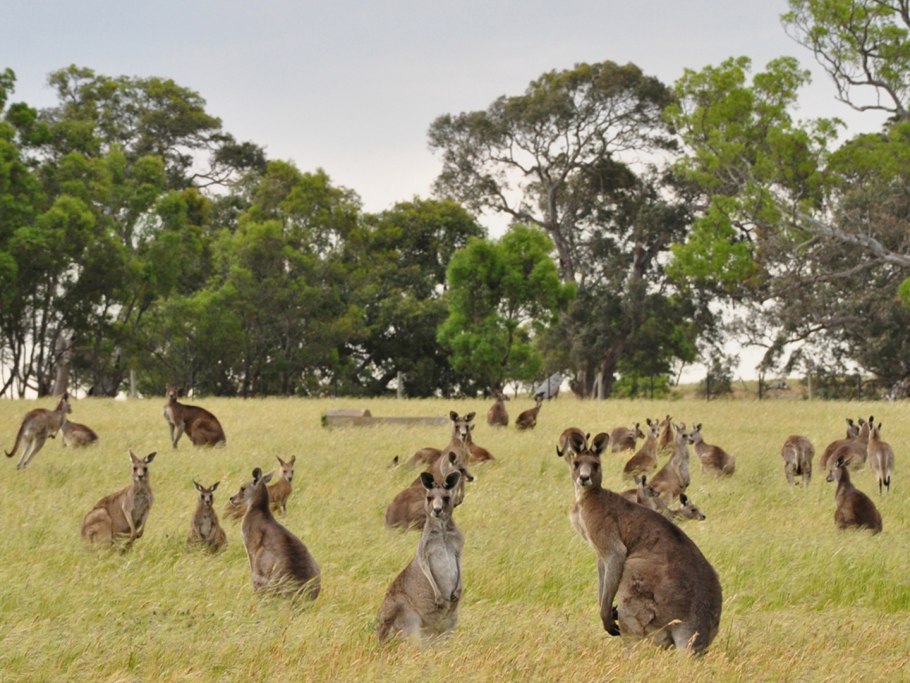 Саванны Австралии