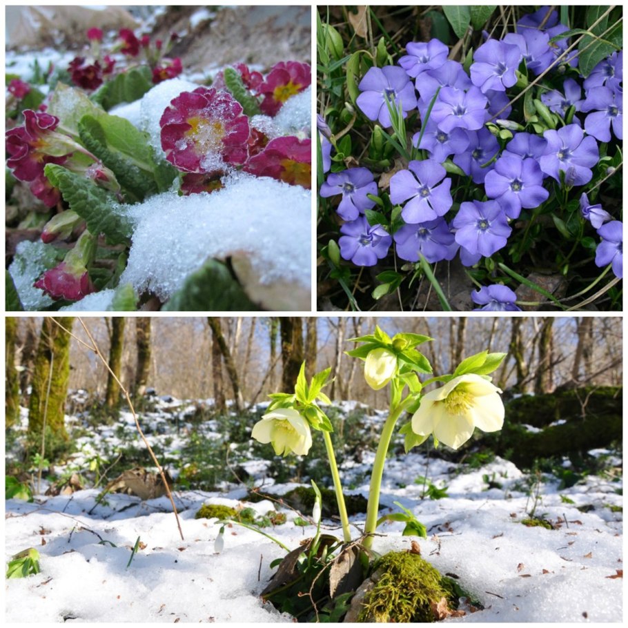 Armeniacum мускари