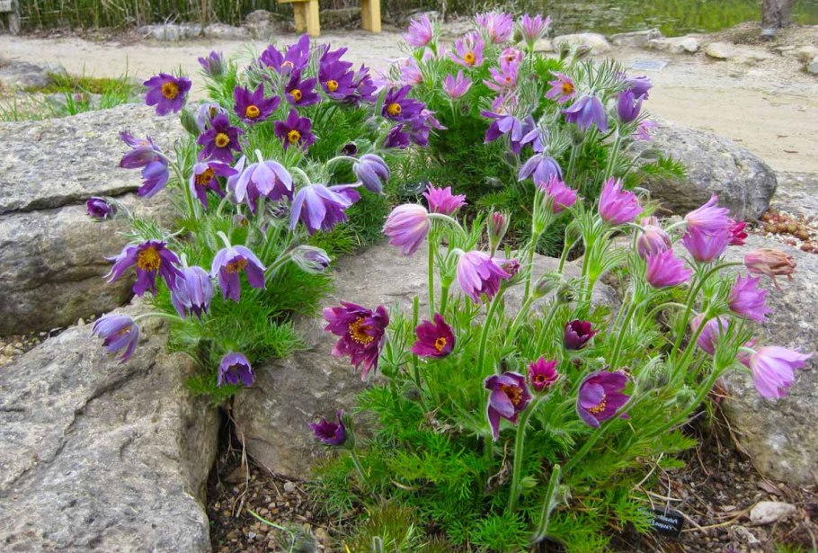 Цветы первоцветы синие мускари