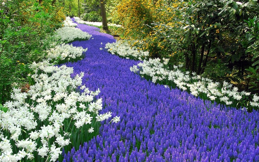 Мышиный лук мускари