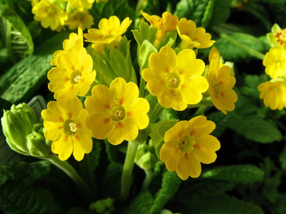 Мускари Арменикум Muscari armeniacum