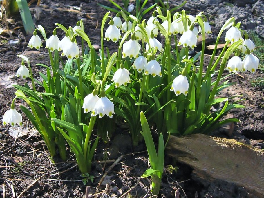 Примула Виалли